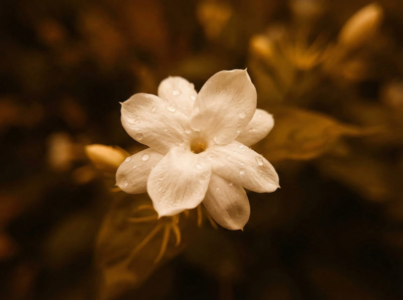 Jasmine