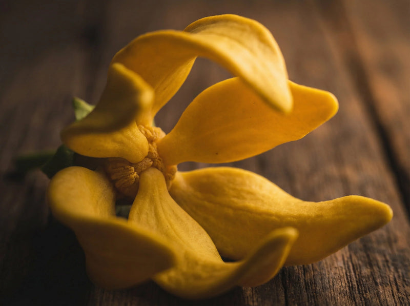 Ylang Ylang